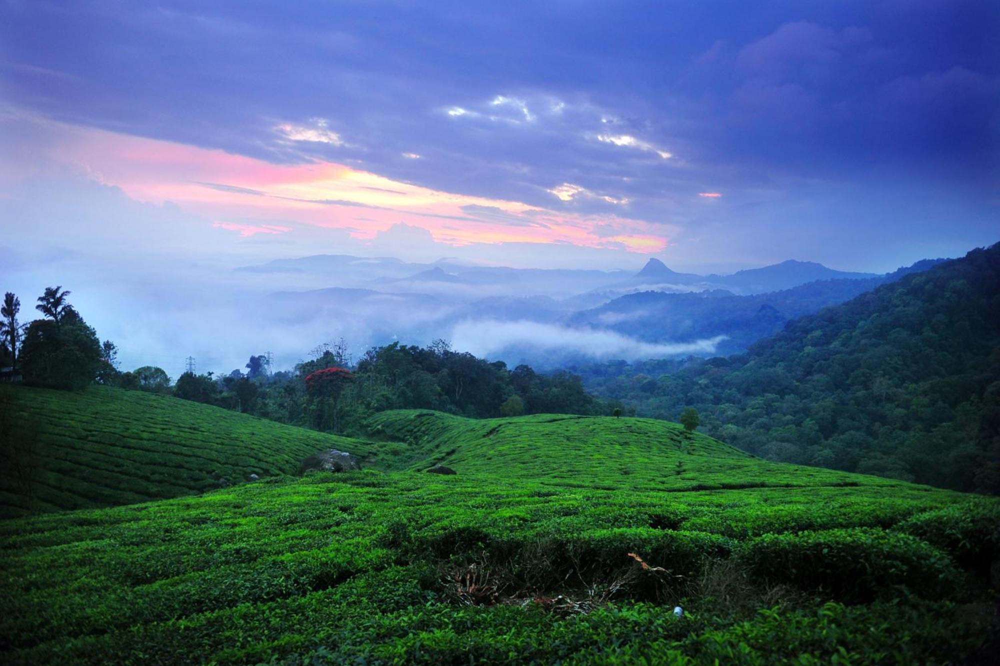 Hotel Violet Woods Munnar Esterno foto
